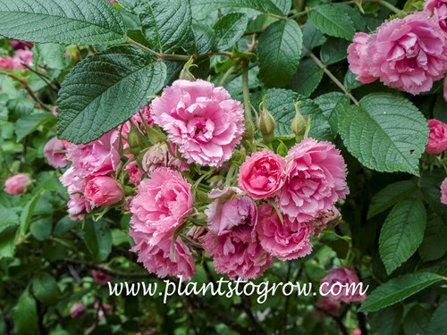 F J Grootendorst Pink (Rosa rugosa)